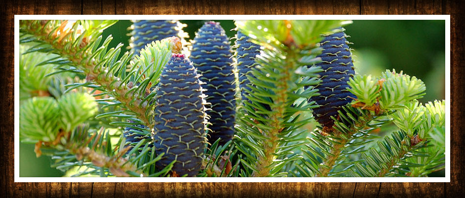 іглічныя дрэвы лісцяныя хмызнякі кучаравыя гадавальнік раслін і дрэў у Польшчы