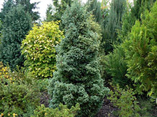 деревья хвойные лиственные кустарники вьющиеся питомник растений и деревьев в Польше