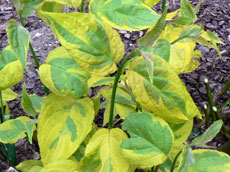 деревья хвойные лиственные кустарники вьющиеся питомник растений и деревьев в Польше