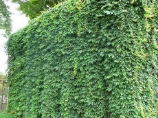 деревья хвойные лиственные кустарники вьющиеся питомник растений и деревьев в Польше