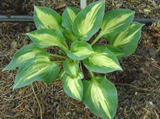 деревья хвойные лиственные кустарники вьющиеся питомник растений и деревьев в Польше